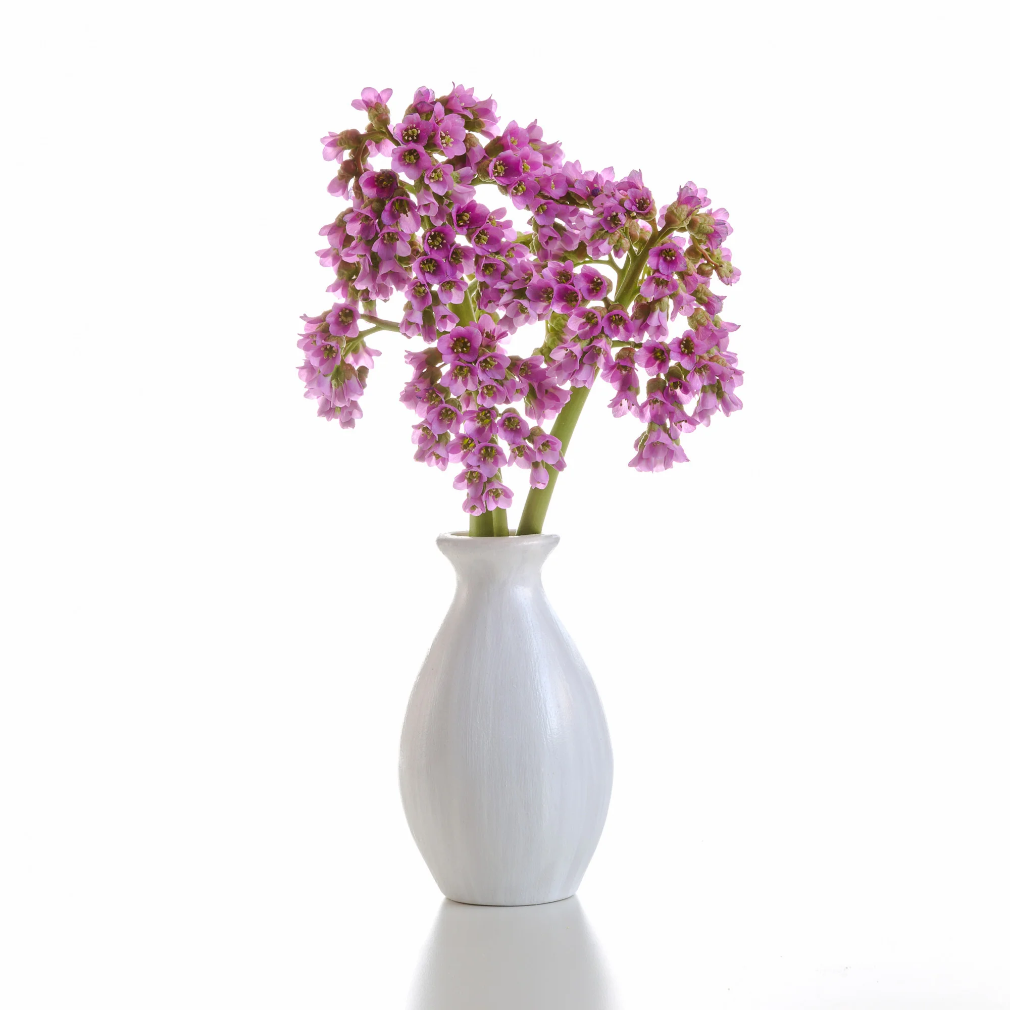 Product image edited for Amazon with a clean white background and natural shadow